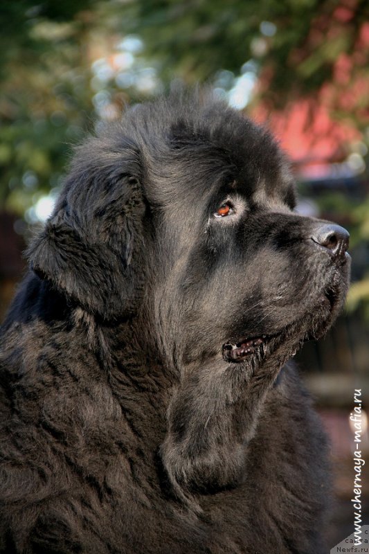 Фото: ньюфаундленд Beguschaya po Volnam Royal Flash (Бегущая по Волнам Роуал Флаш)