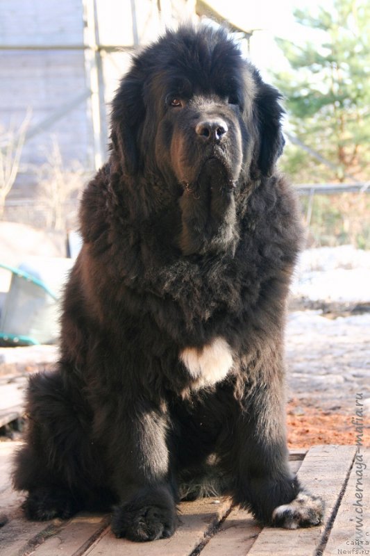 Фото: ньюфаундленд Beguschaya po Volnam Royal Flash (Бегущая по Волнам Роуал Флаш)