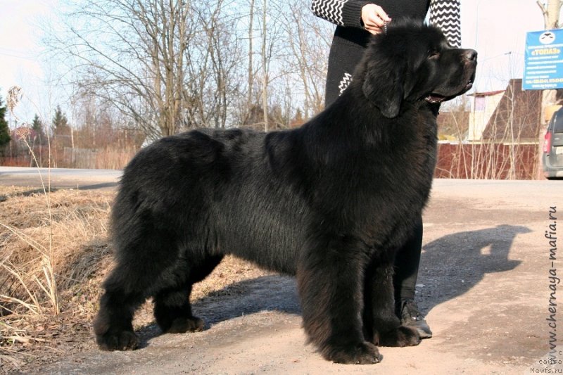 Фото: ньюфаундленд Chernaya Mafia Back To The Future (Черная Мафия Баск То Тхе Футуре)