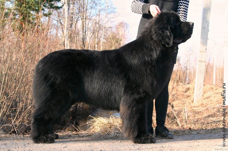 Фотография № 242574