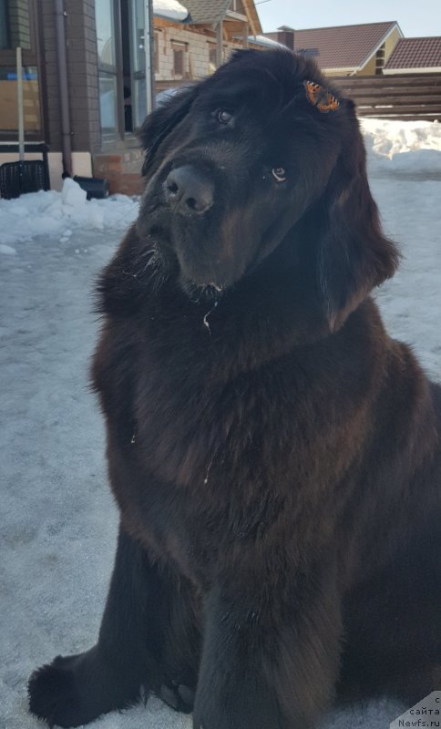 Фото: ньюфаундленд Lyubeznaya Nezhnaya Laura (Любезная Нежная Лаура)