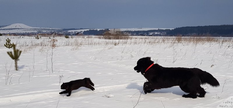 Фото: ньюфаундленд Lyubeznaya Nezhnaya Laura (Любезная Нежная Лаура)