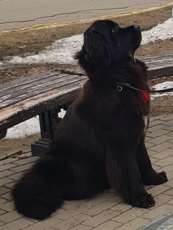 Фото: ньюфаундленд Laskoy Sogrevayuschaya Laika (Лаской Согревающая Лаика)