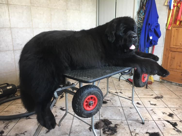 Фото: ньюфаундленд N'yufort Instinkt Vinner Knayt Itus (Ньюфорт Инстинкт Виннер Кнайт Итус)