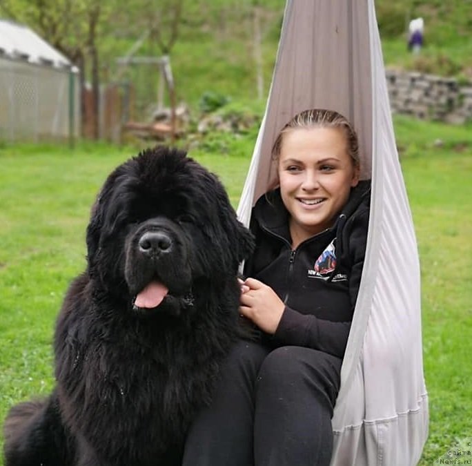 Фото: ньюфаундленд N'yufort Instinkt Vinner Knayt Itus (Ньюфорт Инстинкт Виннер Кнайт Итус)