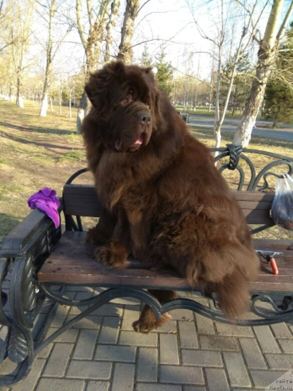 Фото: селебрейшн, ньюфаундленд Akvatoriya Kelvin Selebreyshn (Акватория Келвин Селебрейшн)