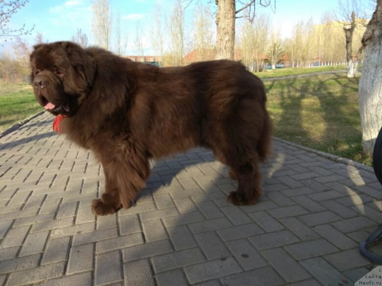 Фото: ньюфаундленд Akvatoriya Kelvin Selebreyshn (Акватория Келвин Селебрейшн)