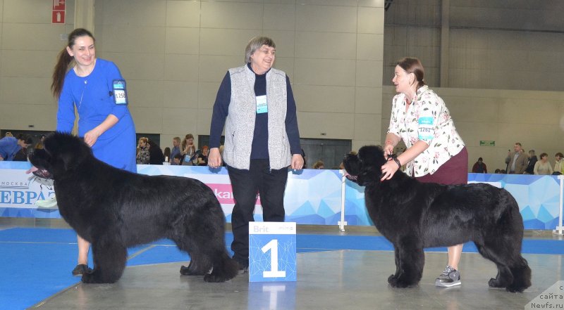 Фото: ньюфаундленд Aquatoriya Kelvin Majestic the Queen (Акватория Келвин Мажестик зе Квин)