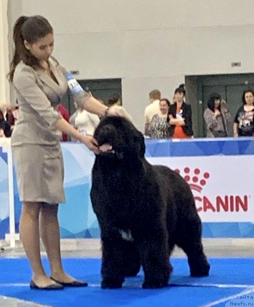 Фото: ньюфаундленд Aquatoriya Kelvin Navigator (Акватория Келвин Навигатор)