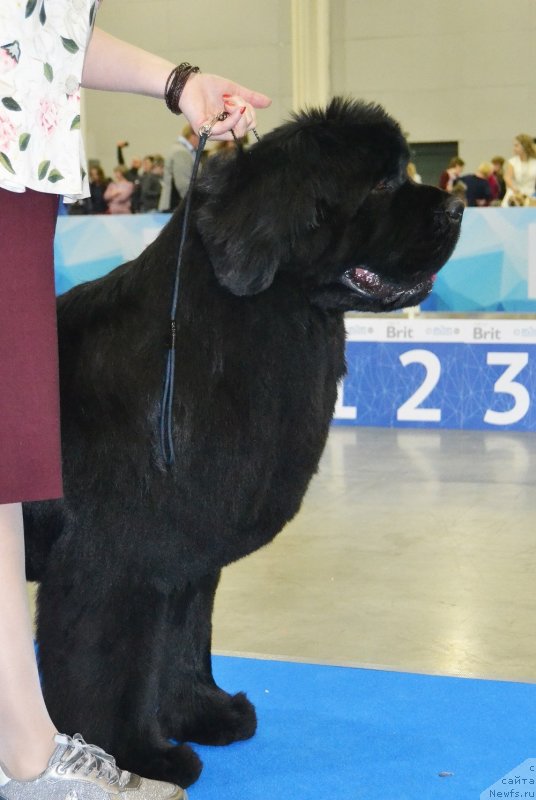 Фото: ньюфаундленд Disoranto Dark Temptation