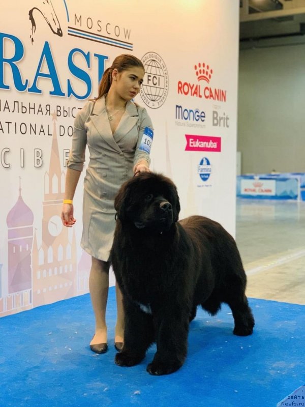 Фото: ньюфаундленд Aquatoriya Kelvin Navigator (Акватория Келвин Навигатор)