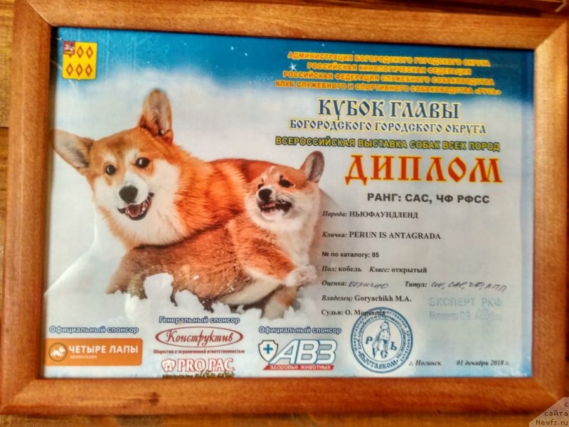 Фото: ньюфаундленд Perun is Antagrada (Перун из Антаграда)