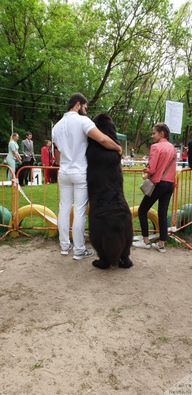 Фото: ньюфаундленд Aquatoriya Kelvin Navigator (Акватория Келвин Навигатор)