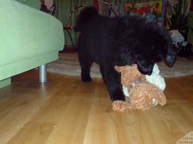 Фото: Svetlana Belobarjevskaya (Светлана Белобаржевская)