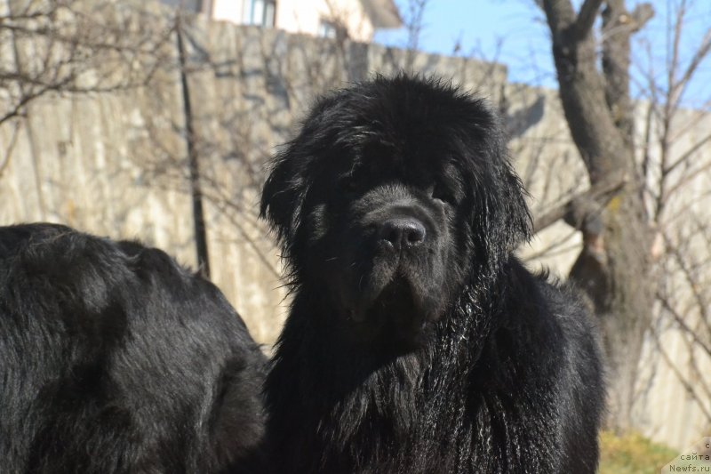 Фото: ньюфаундленд Talisman Morya Izumrudnaya Volna (Талисман Моря Изумрудная Волна)