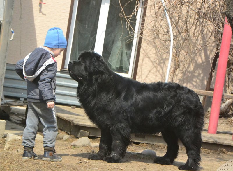 Фото: ньюфаундленд Talisman Morya Izumrudnaya Volna (Талисман Моря Изумрудная Волна)