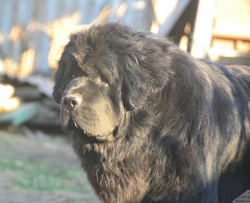 Фото: ньюфаундленд Talisman Morya Izumrudnaya Volna (Талисман Моря Изумрудная Волна)