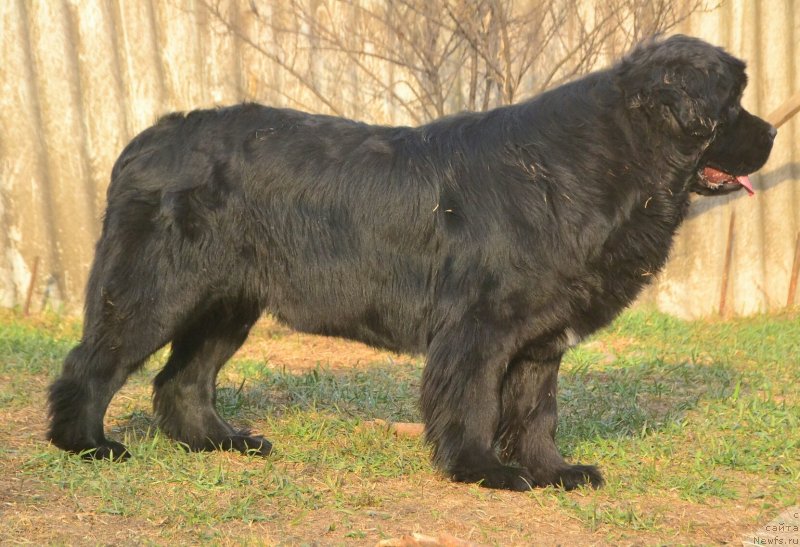 Фото: ньюфаундленд Talisman Morya Izumrudnaya Volna (Талисман Моря Изумрудная Волна)