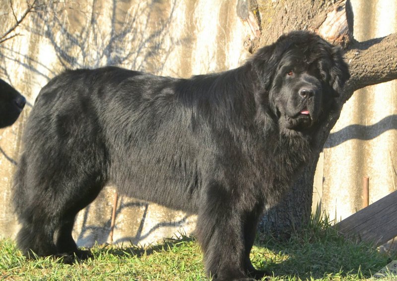 Фото: ньюфаундленд Talisman Morya Izumrudnaya Volna (Талисман Моря Изумрудная Волна)