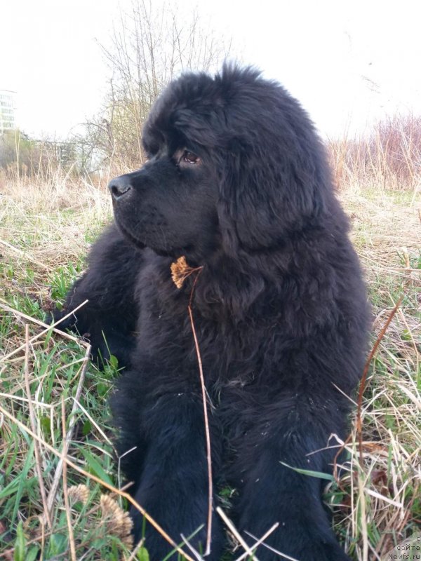 Фото: ньюфаундленд Uma Sibirskiy Medved' (Ума Сибирский Медведь)