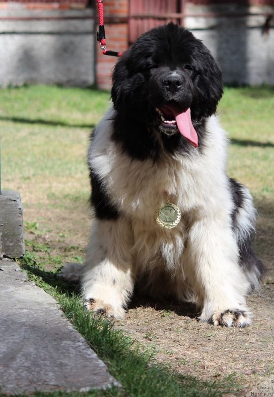 Фото: ньюфаундленд Diversant ot Karel'skih Medvedey (Диверсант от Карельских Медведей)