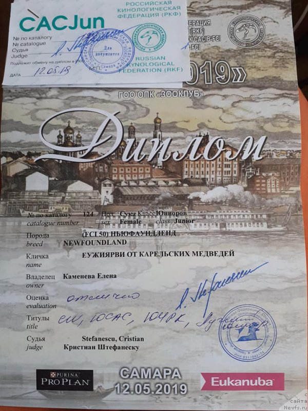 Фото: ньюфаундленд Euzhiyarvi ot Karelskikh Medvedey (Еужиярви от Карельских Медведей)