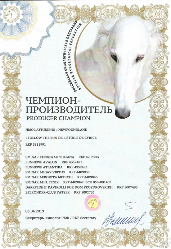 Фото: ньюфаундленд I Follow The Sun de L'Etoile de Cyrice