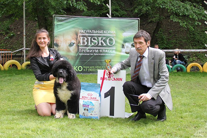 Фото: ньюфаундленд Ferlakur s Berega Dona (Ферлакур с Берега Дона)