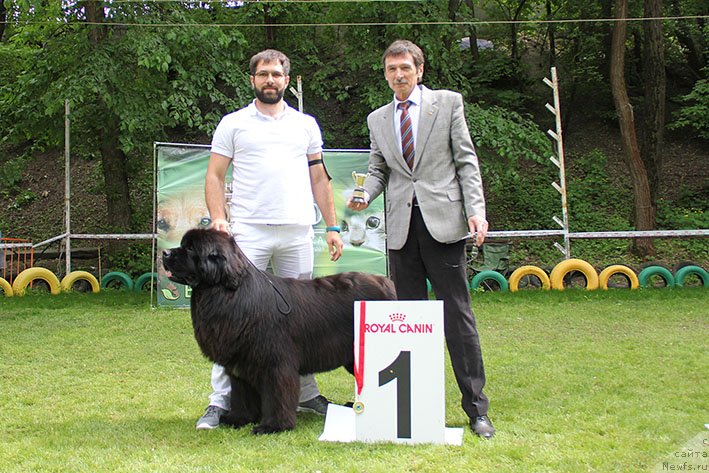 Фото: ньюфаундленд Aquatoriya Kelvin Navigator (Акватория Келвин Навигатор)