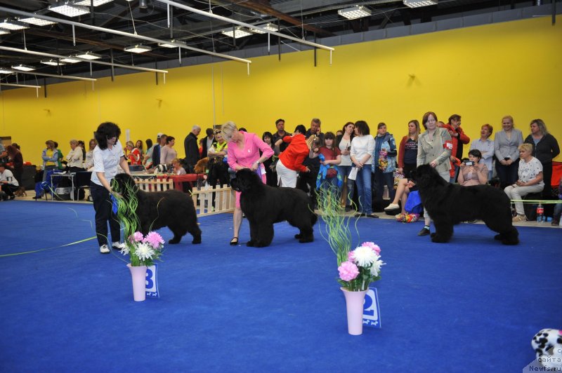 Фото: ньюфаундленд Little Bears Poseidone, ньюфаундленд Much Better Kilnioji Sirdis, ньюфаундленд Fiamettahauz Fakt Favorit (Фиаметтахауз Факт Фаворит)