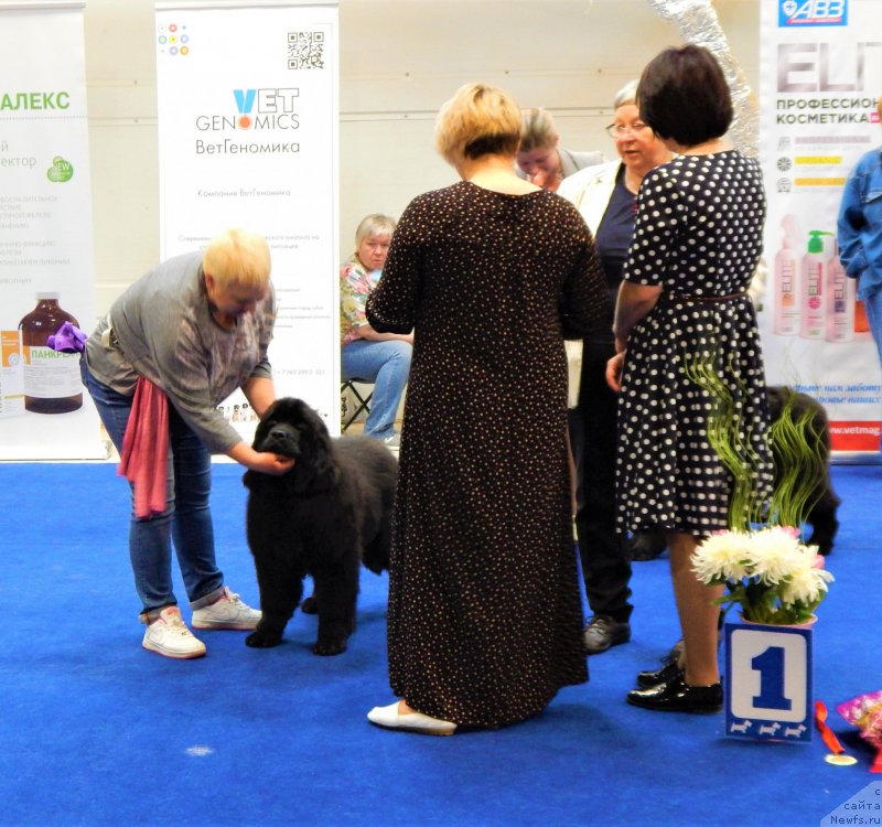 Фото: ньюфаундленд Gabriyella Da Silva (Габриэлла Да Силва)