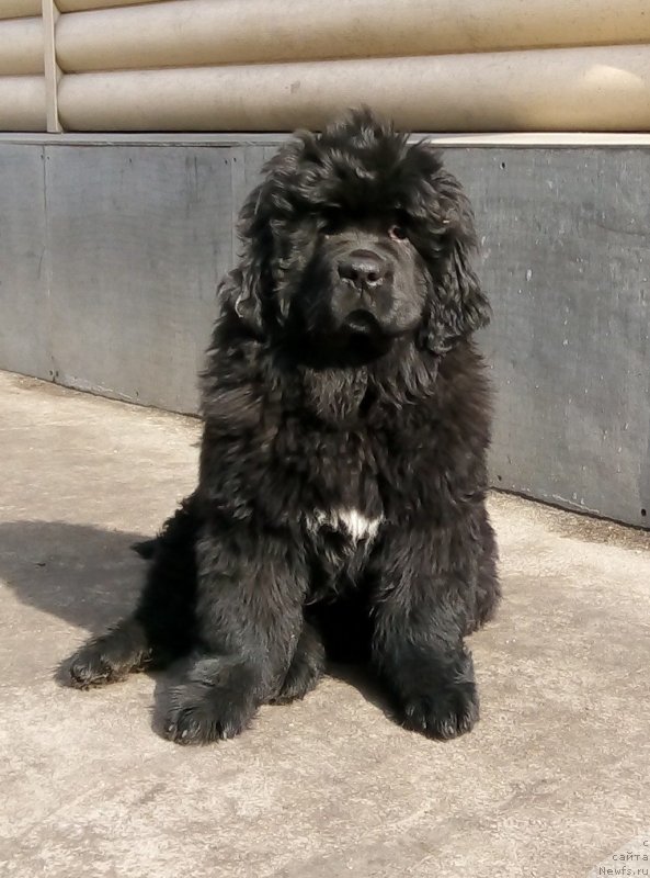 Фото: ньюфаундленд Gordey Doblestnyiy (Гордей Доблестный)