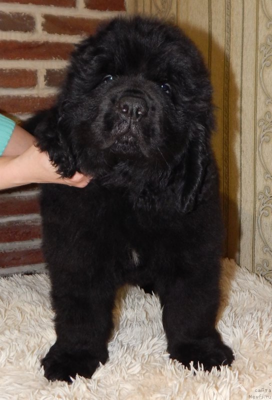 Фото: ньюфаундленд Gektor Pobeditel' (Гектор Победитель)