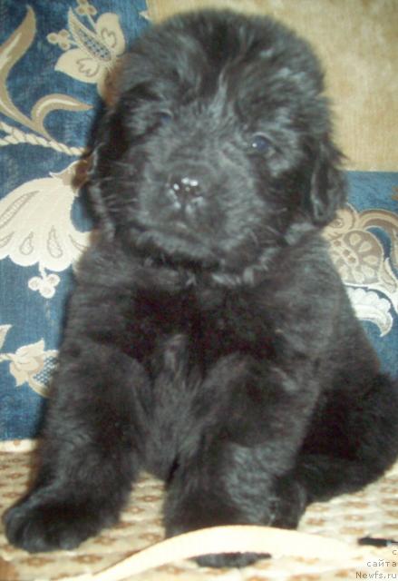 Фото: ньюфаундленд Laskun Lunnyiy Poceluy (Ласкун Лунный Поцелуй)