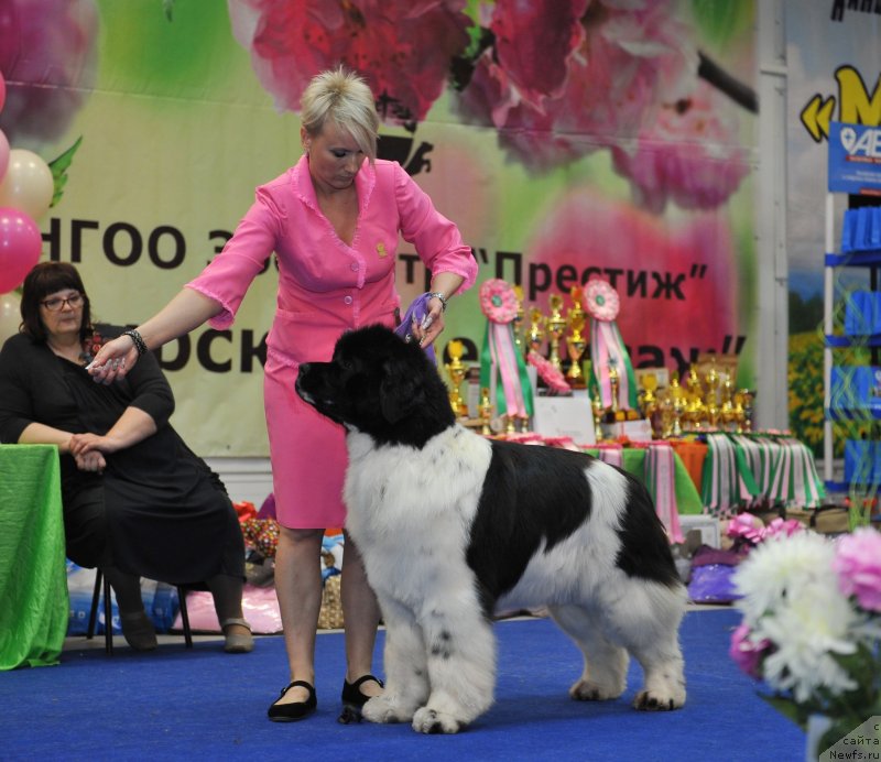 Фото: ньюфаундленд Special Girl (Специал Герл)