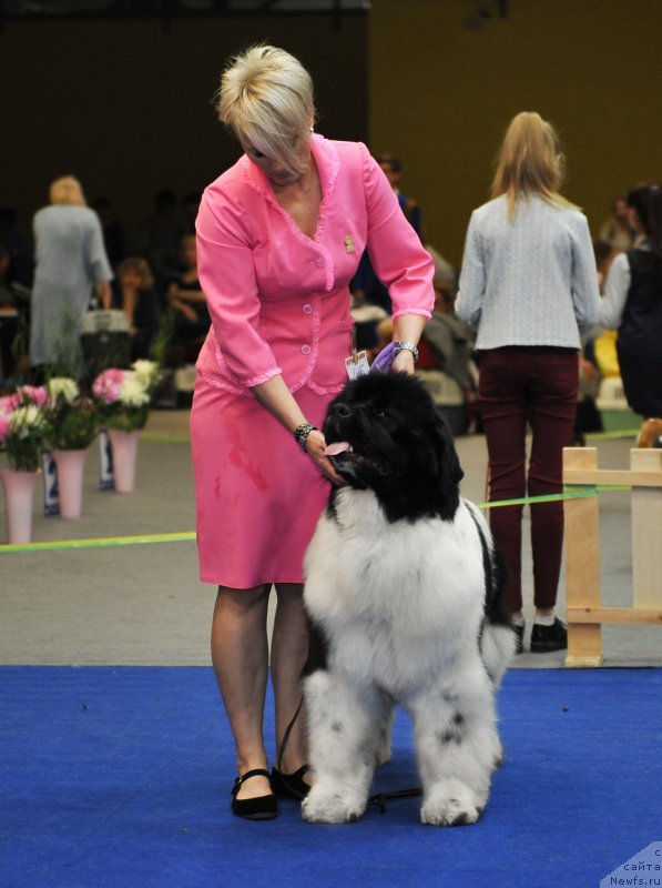 Фото: ньюфаундленд Special Girl (Специал Герл)