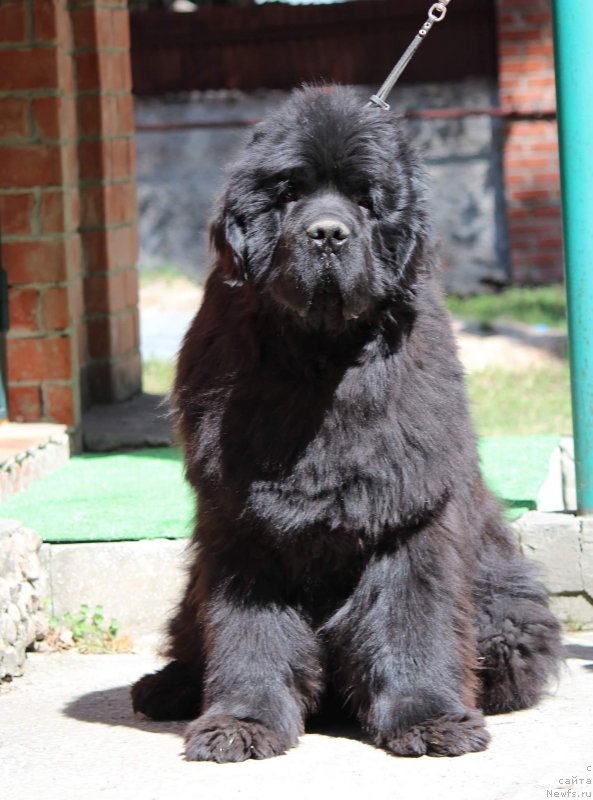 Фото: ньюфаундленд Little Bears Poseidone