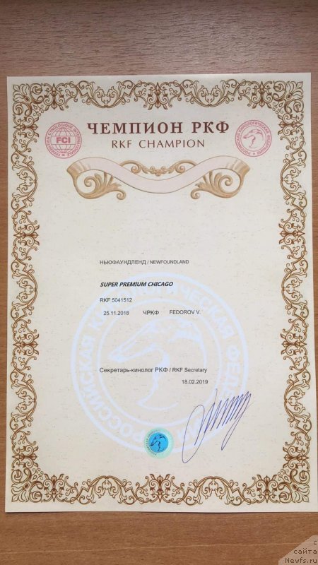 Фото: ньюфаундленд Super Premium Chicago (Супер Премиум Чикаго)