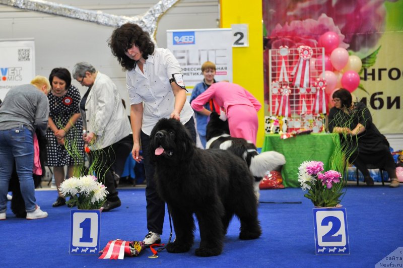 Фото: ньюфаундленд Super Premium Elegans (Супер Премиум Элеганс)