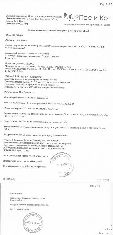 Фото: ньюфаундленд Sent Djons Yustiniya Yuliya (Сент Джонс Юстиния Юлия)