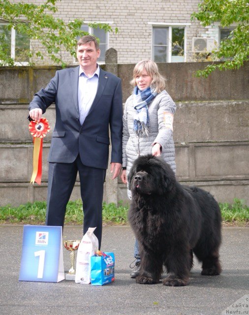 Фото: ньюфаундленд Smigar Agday Virtus (Смигар Агдай Виртус)