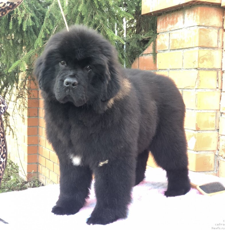 Фото: ньюфаундленд Aquatoriya Kelvin Zhasmin (Акватория Келвин Жасмин), ньюфаундленд Disoranto Dark Temptation