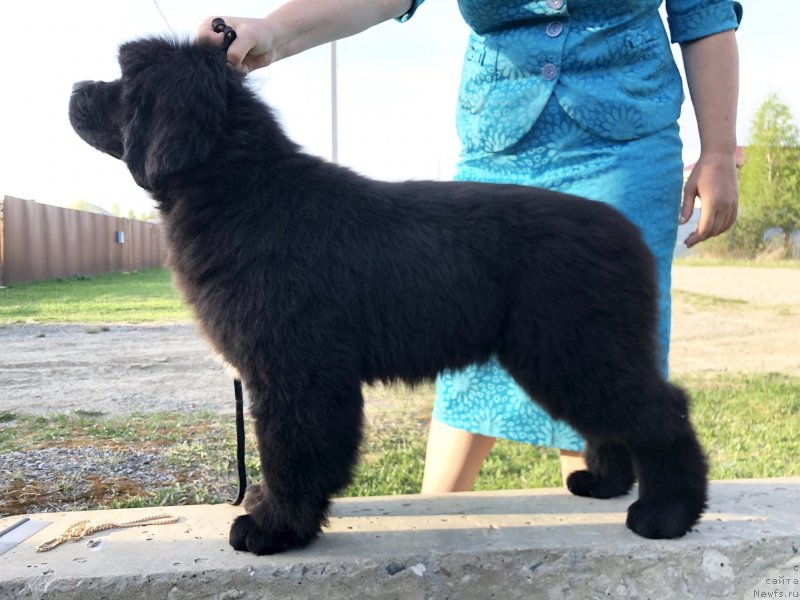 Фото: ньюфаундленд Aquatoriya Kelvin Zhasmin (Акватория Келвин Жасмин), ньюфаундленд Disoranto Dark Temptation