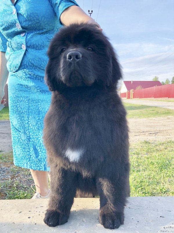 Фото: ньюфаундленд Aquatoriya Kelvin Zhasmin (Акватория Келвин Жасмин), ньюфаундленд Disoranto Dark Temptation