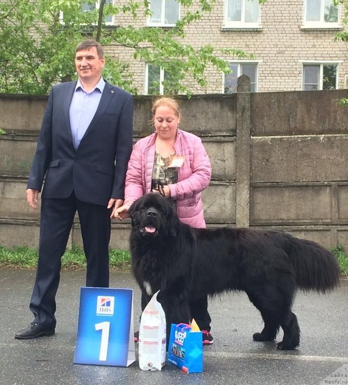 Фото: ньюфаундленд Himalayas ot Karelskikh Medvedey (Гималай от Карельских Медведей)