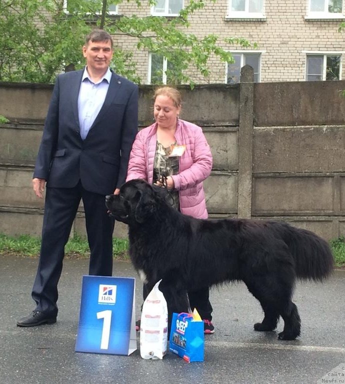 Фото: ньюфаундленд Himalayas ot Karelskikh Medvedey (Гималай от Карельских Медведей)