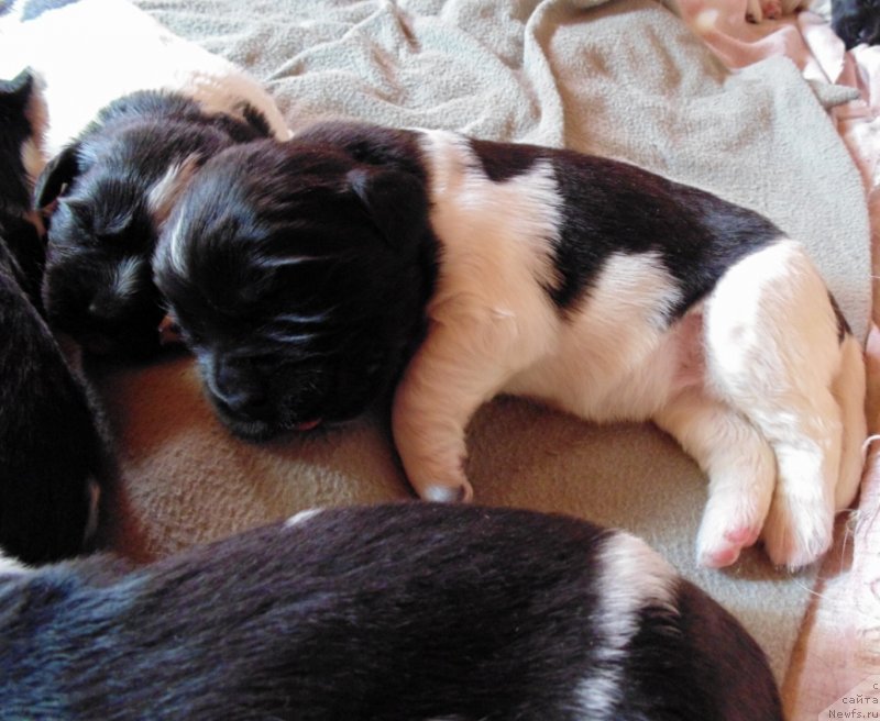 Фото: ньюфаундленд Super Bizon Melodiya (Супер Бизон Мелодия)