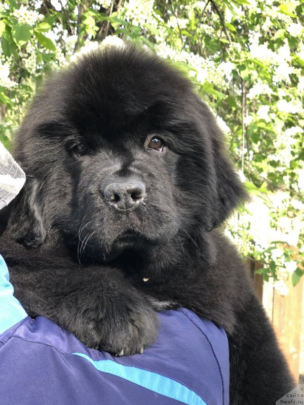 Фото: ньюфаундленд Aquatoriya Kelvin Zhasmin (Акватория Келвин Жасмин), ньюфаундленд Disoranto Dark Temptation