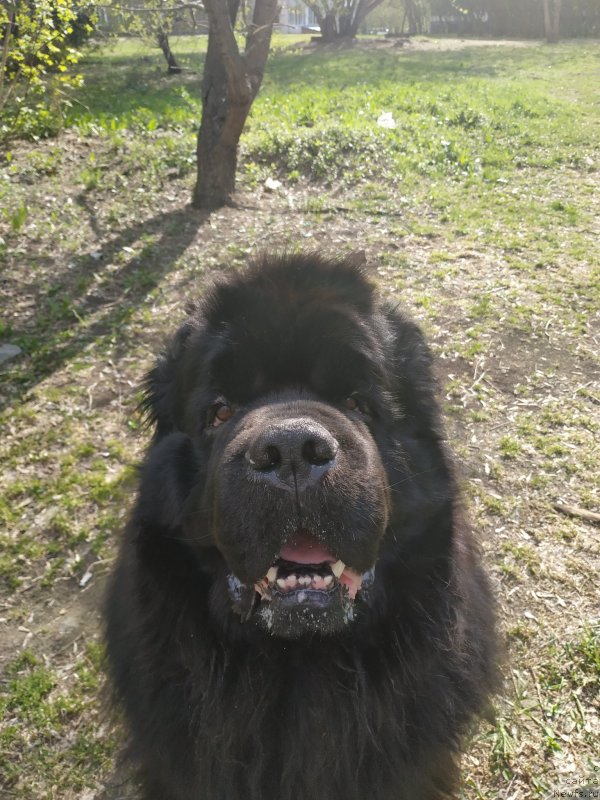 Фото: ньюфаундленд Belkonder-Klab YA Burbon (Белкондер-Клаб Я Бурбон)