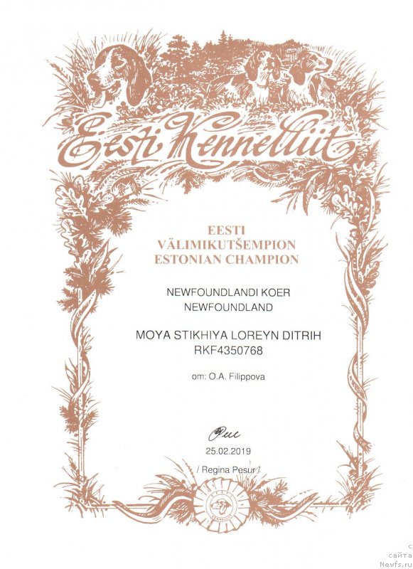 Фото: ньюфаундленд Moya Stikhiya Loreyn Ditrix (Моя Стихия Лорейн Дитрих)